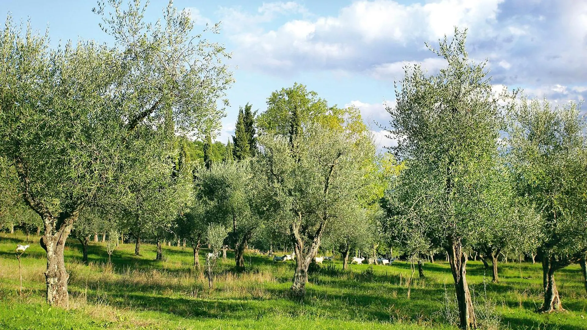 Tenuta La Bandita Sassetta